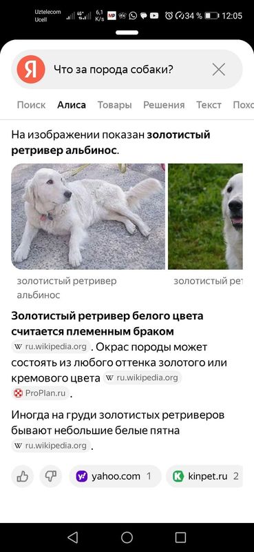 Продаётся собака Ретвирер альбинос Продаётся собака Ретвирер альбинос