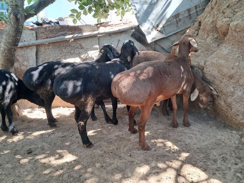 Qo'ylar Sotiladi Qo'ylar Sotiladi