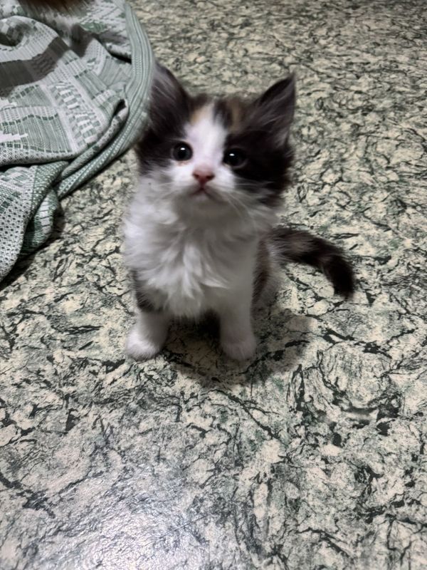 Отдам котят в хорошие руки Отдам котят в хорошие руки