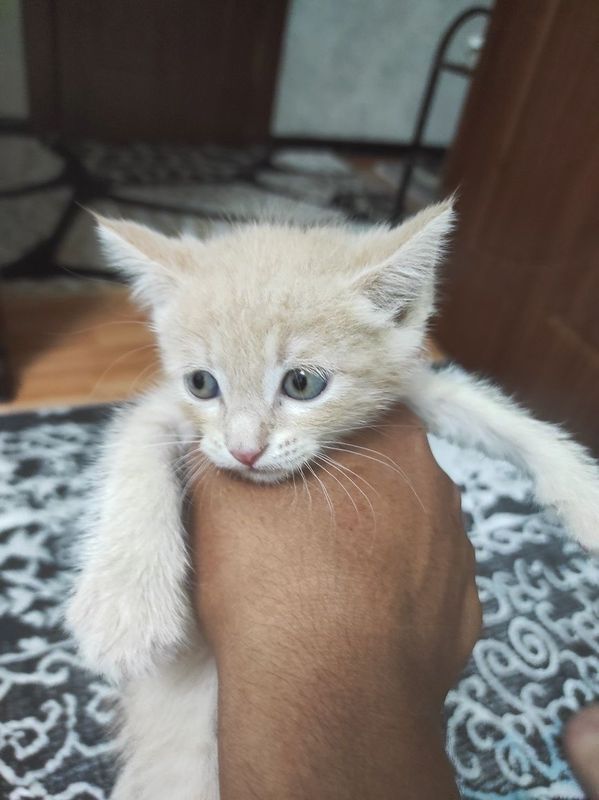 Продам породистых котят Продам породистых котят