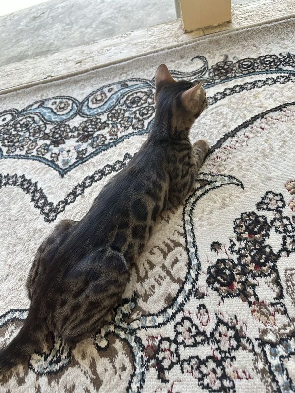Bengal mushuk sotiladi Bengal mushuk sotiladi