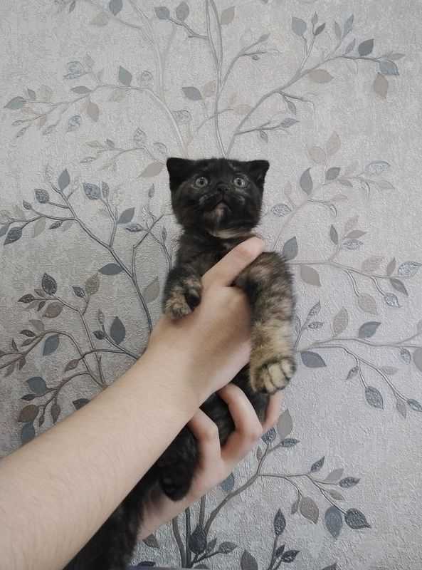 Шотландский вислоухие