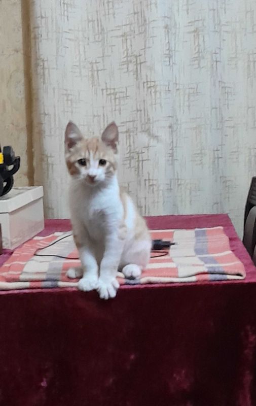 Отдам котенка в надежные и добрые руки Отдам котенка в надежные и добрые руки