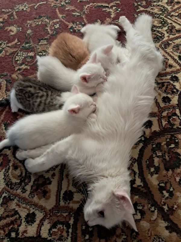 Котята турецкой Ангоры Котята турецкой Ангоры