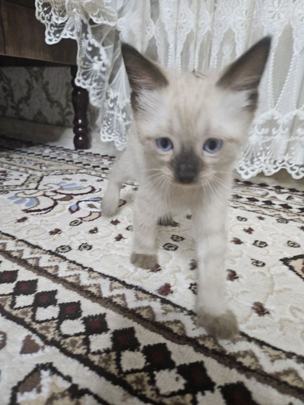 Породистый котенок Породистый котенок