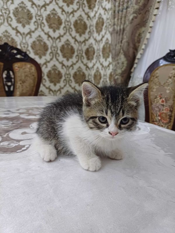 Продается Шотландский котята Продается Шотландский котята