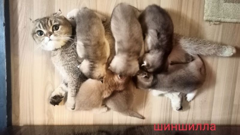 Котята фолд золотая шиншилла