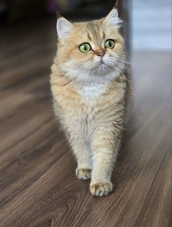 Продается кошка Золотая Шиншилла В ЛЮБИМЦЫ!