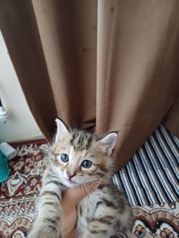 Mushu bolalari xadiyaga beriladi Mushu bolalari xadiyaga beriladi