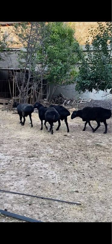 Qurbonlikka qochqor, qoy Qurbonlikka qochqor, qoy