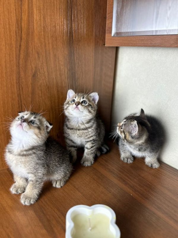 Скоттиш фолд и страйт. Шиншила. Вислоухие. Породистые котята Скоттиш фолд и страйт. Шиншила. Вислоухие. Породистые котята