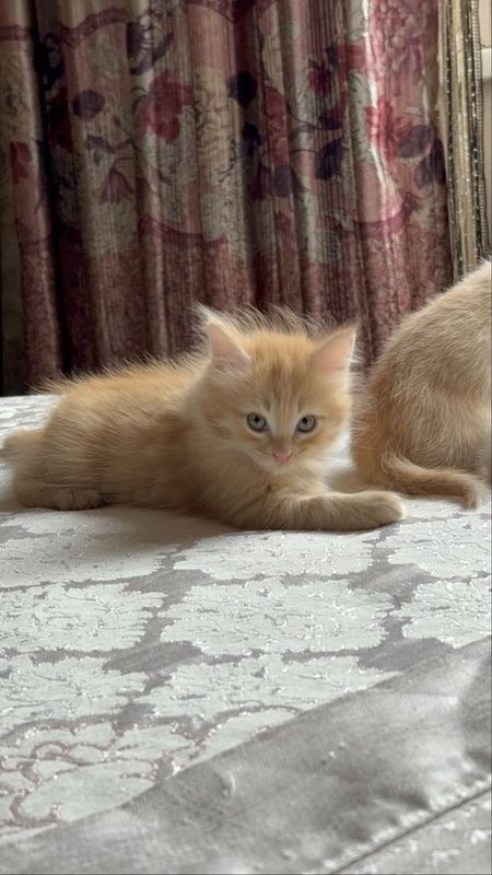 Котенок, мальчик 2 месяца Котенок, мальчик 2 месяца