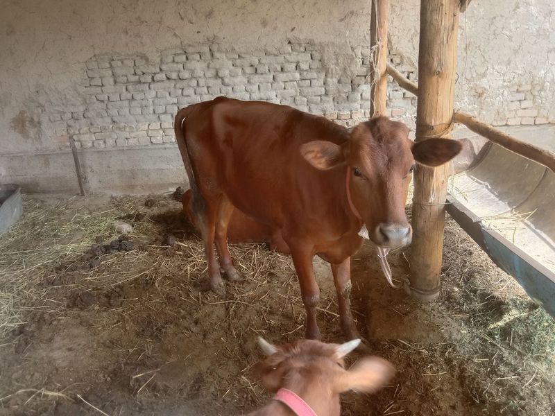 Mol sotiladi qiz bola