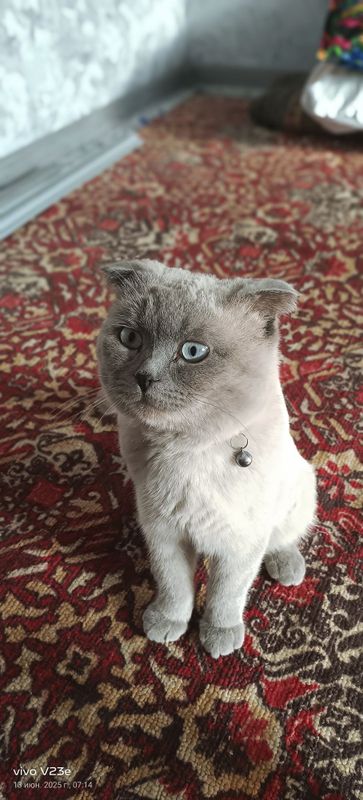 Вислоухие кот скотиш фолд нархини кэлишамиз