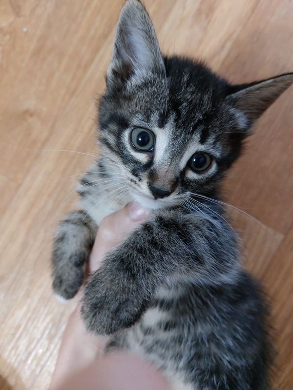 4 котёнка ищут свой дом. Отдам бесплатно. 4 котёнка ищут свой дом. Отдам бесплатно.