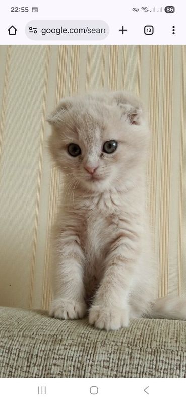 Шотландская вислоухая кошка или скоттиш-фолд Шотландская вислоухая кошка или скоттиш-фолд