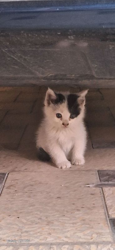 кошка мушук кошка мушук
