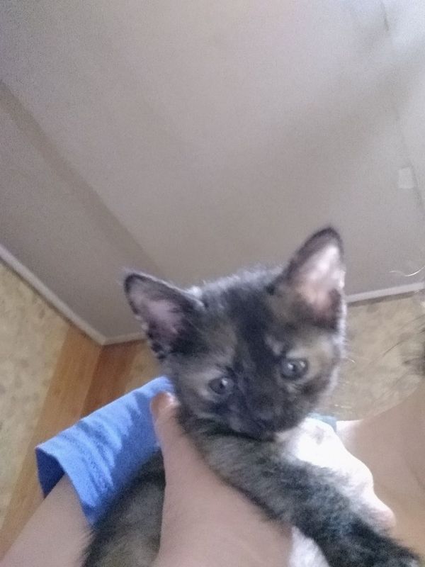 Котята объявления