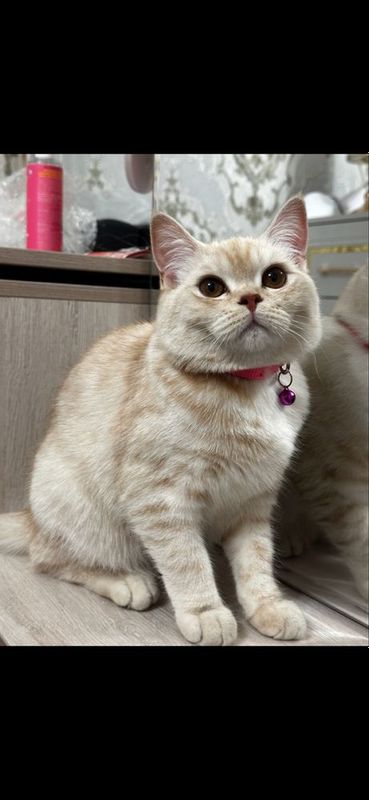 Scottish Strayt кошка