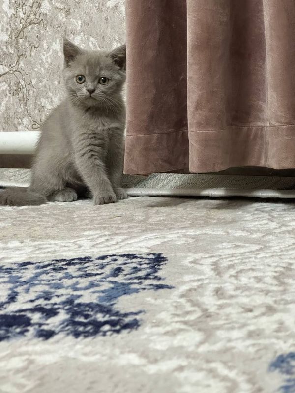 Очаровательные котята ищут дом