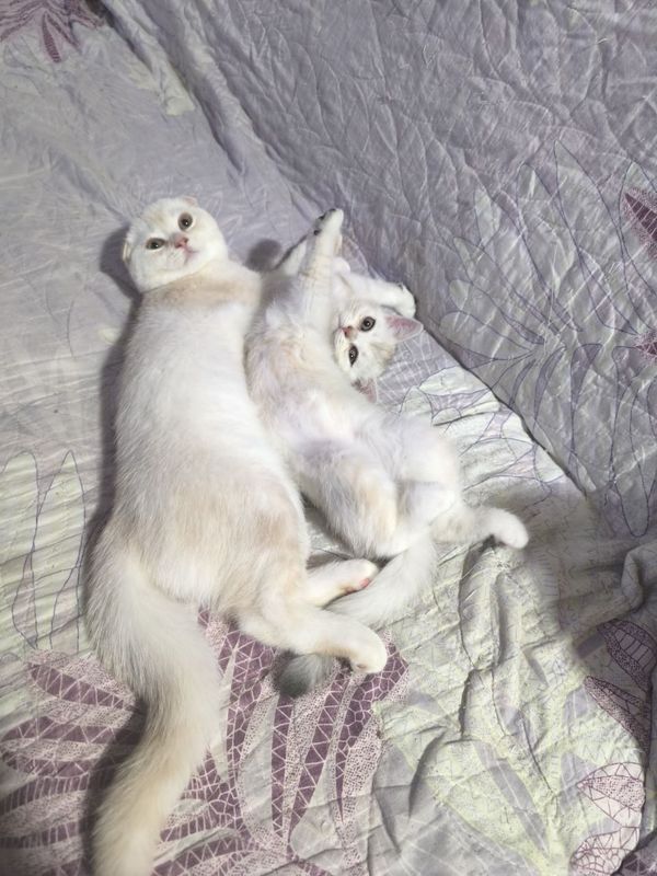 Котята скоттиш-фолд Котята скоттиш-фолд