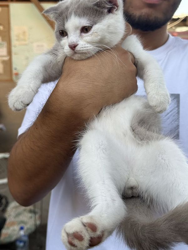 Scottish-fold кошичка Scottish-fold кошичка
