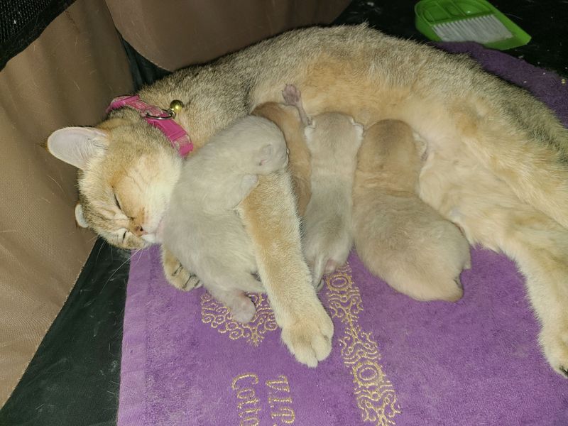 zoltaya shinshila mushuklarchalr sotiladi 1oylik zoltaya shinshila mushuklarchalr sotiladi 1oylik