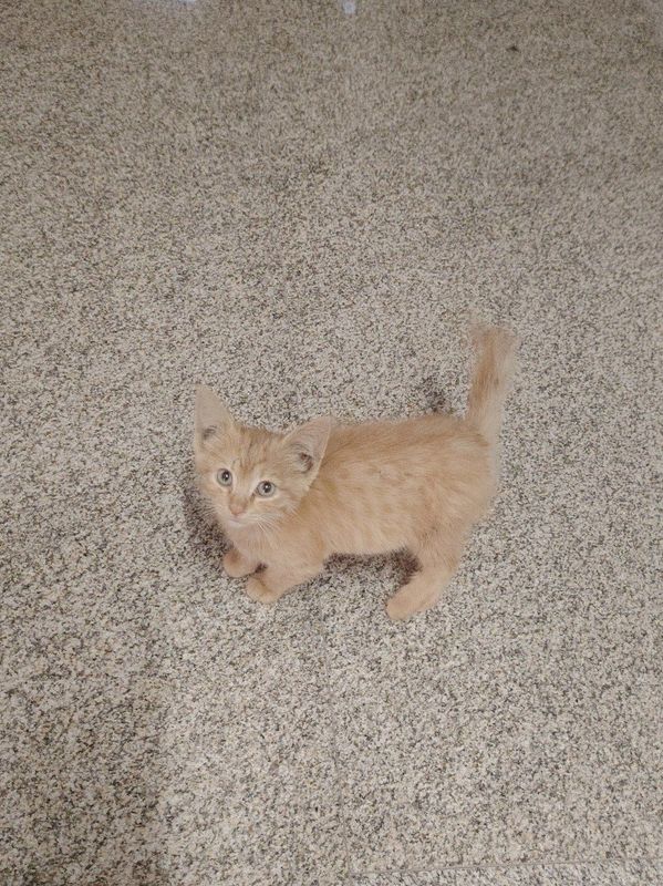 Котёнок рыжий. К лотку приучен. Ухоженный. Здоровый Котёнок рыжий. К лотку приучен. Ухоженный. Здоровый
