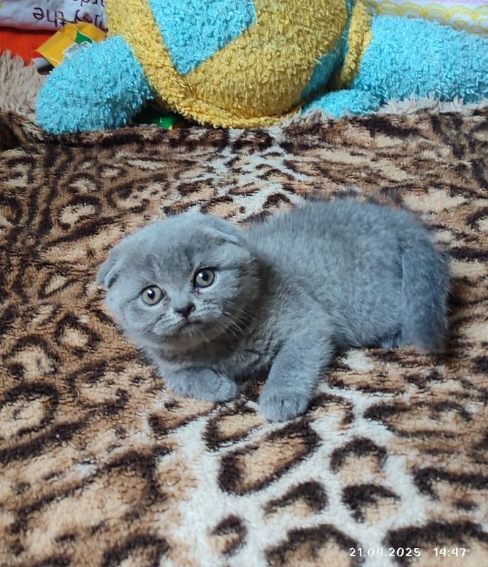 Продаются котята скоттиш фолд и страйт
