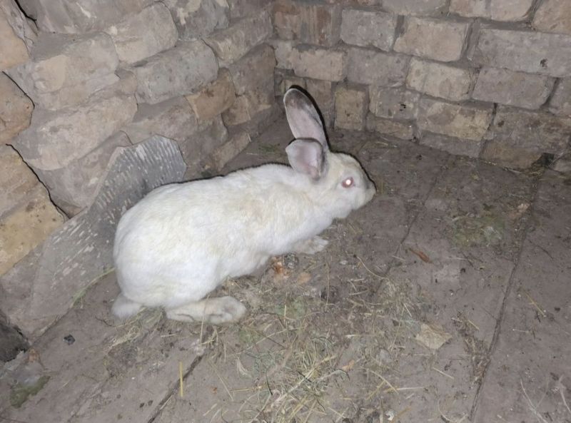 Quyonlar sotiladi Quyonlar sotiladi