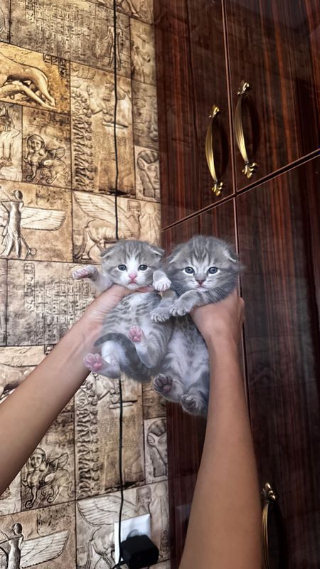 Вислоухие котята Вислоухие котята