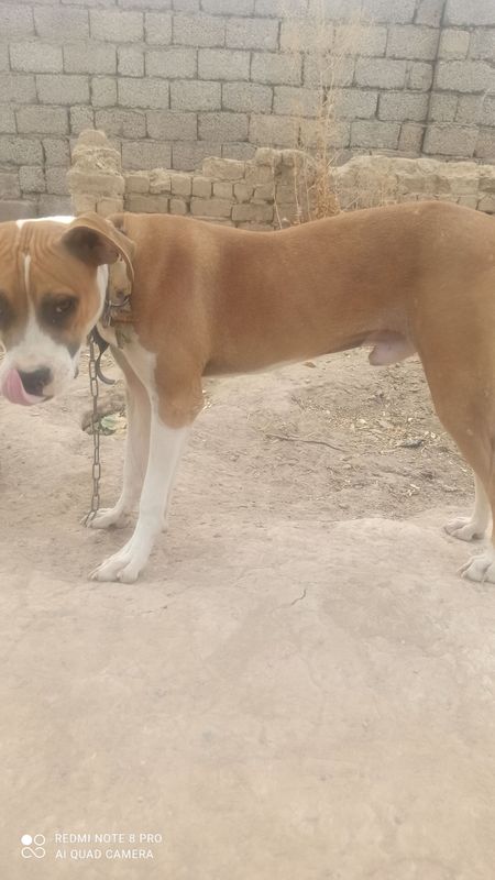 srochna sotiladi narhi 1 milyon