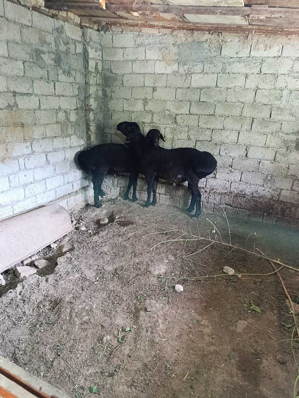 Qochqorla bor 2-dona Qochqorla bor 2-dona