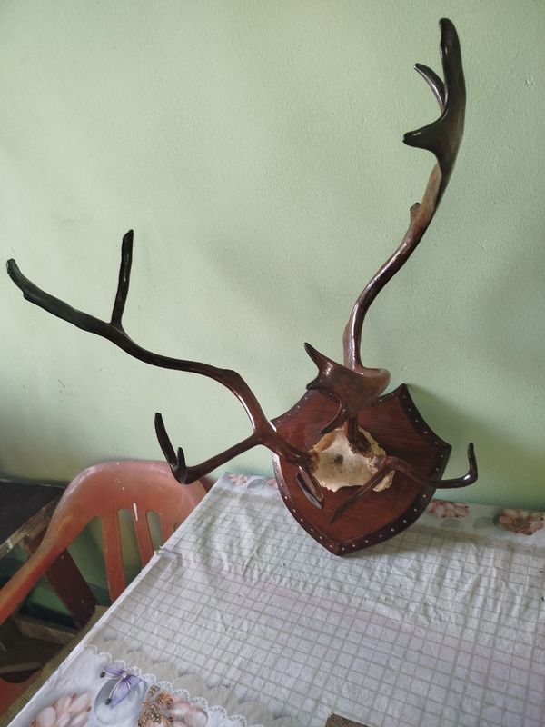 Продаются оленьи рога