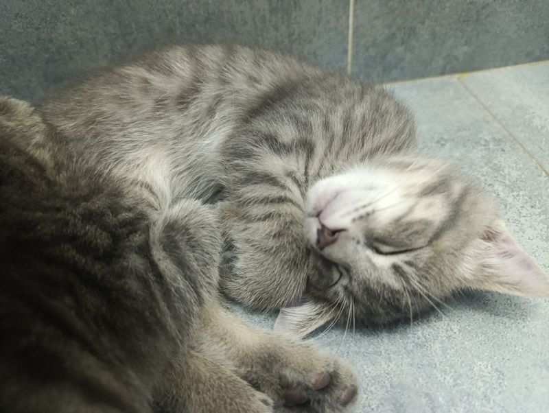 Продаются 6 породистых котят