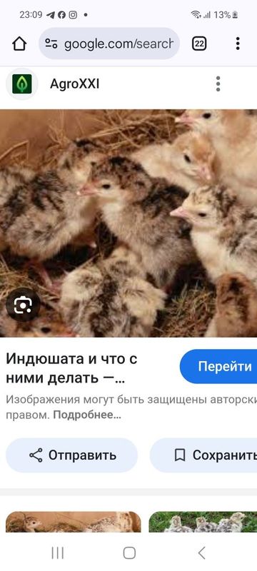 Продам домащних идюшат в количестве 20 штв количестве 20 шт, 3 недел Продам домащних идюшат в количестве 20 штв количестве 20 шт, 3 недел