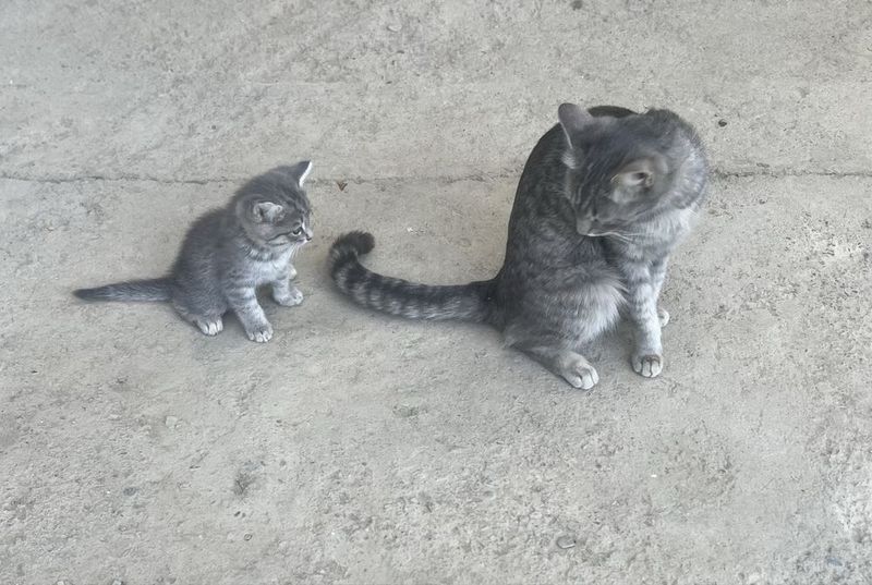 Mushuk srochna sotiladi Mushuk srochna sotiladi