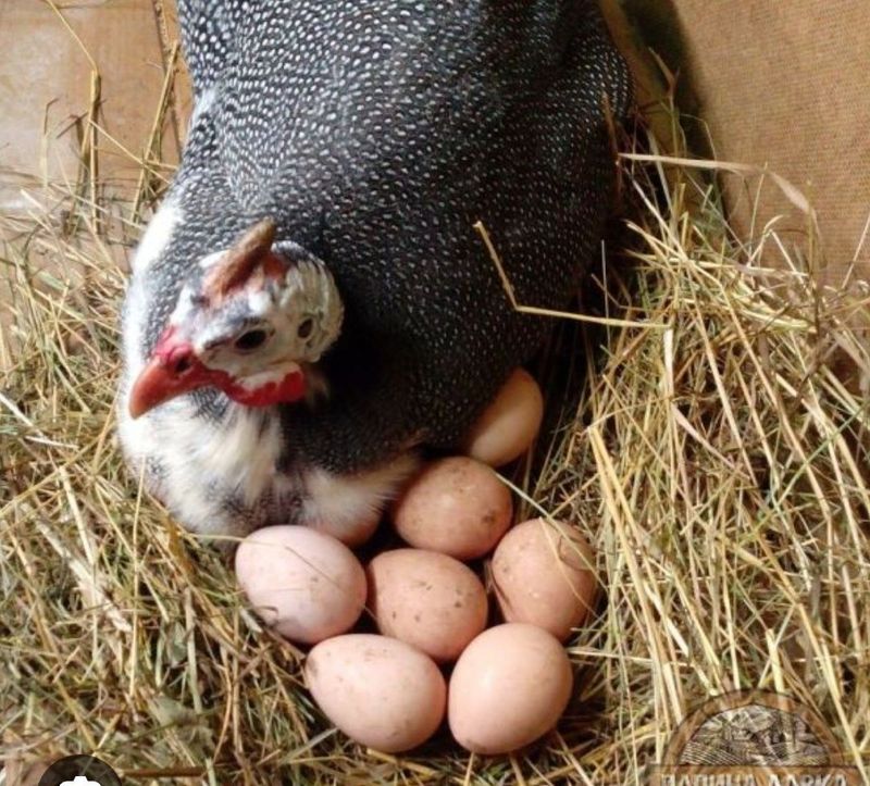 Продам цысариный яецо Продам цысариный яецо