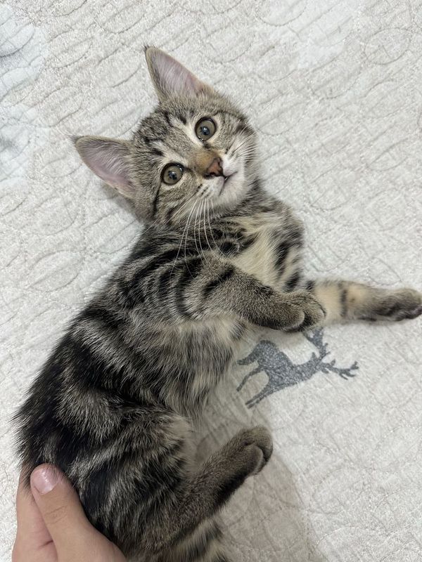 Домашние котята