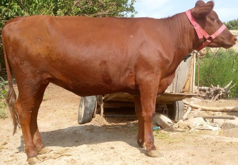 Angus paroda kal semiz gʻunojin sotiladi mol qilishgayam boʻladi