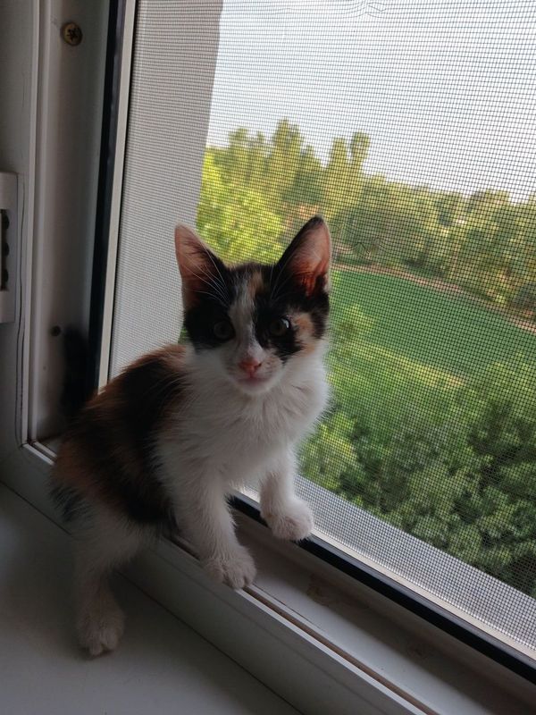 Котята домашние лапочки Котята домашние лапочки