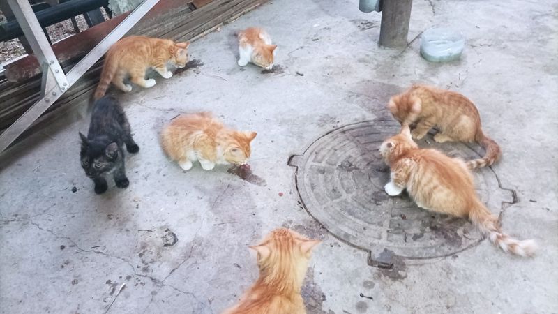 Отдам в хорошие руки
