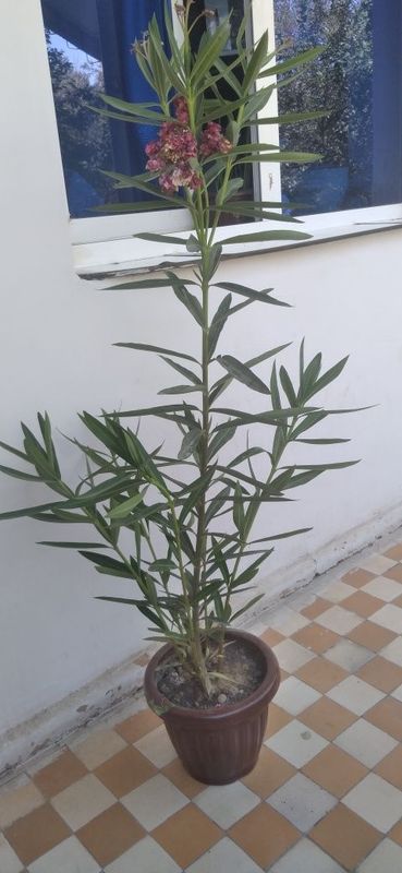 Tuvak gul katta soglom