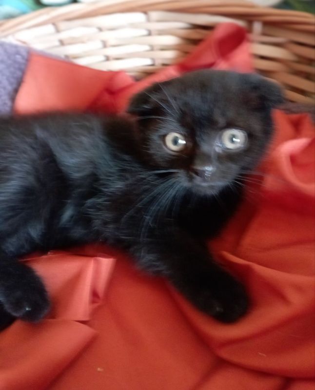 Котёнок вислоухий мальчик 2 мес.