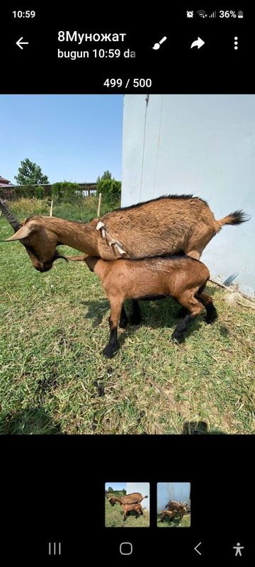 Алпийский эчкилар Алпийский эчкилар