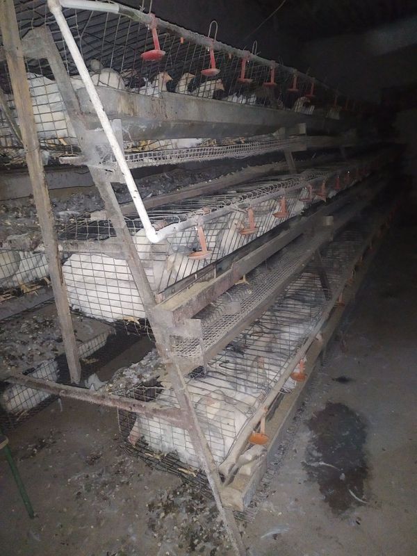 Товук катак сотилади сони 4000 та