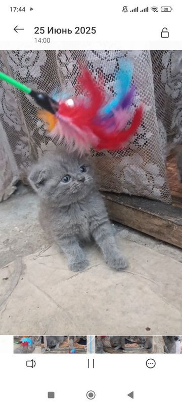 Скотиш фолд девочка Скотиш фолд девочка
