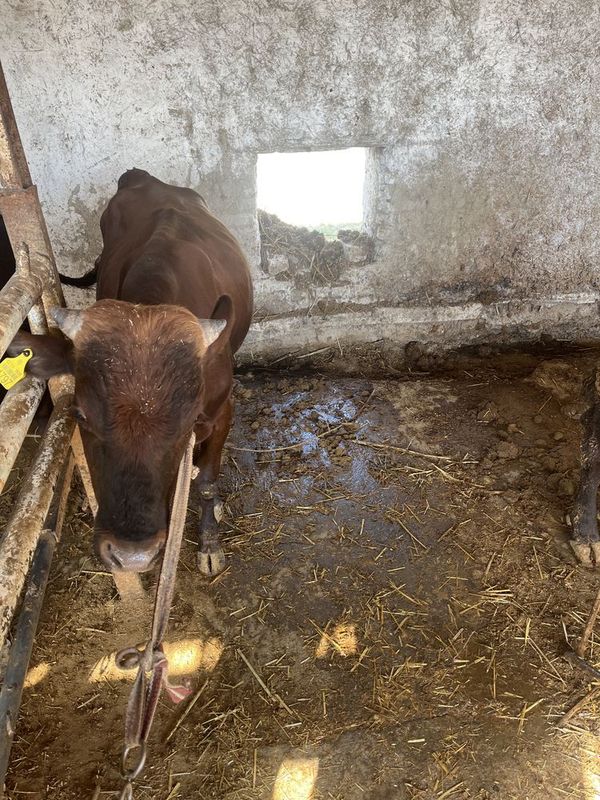 Buqa sotiladi narxi kelishilgan xolda buladi