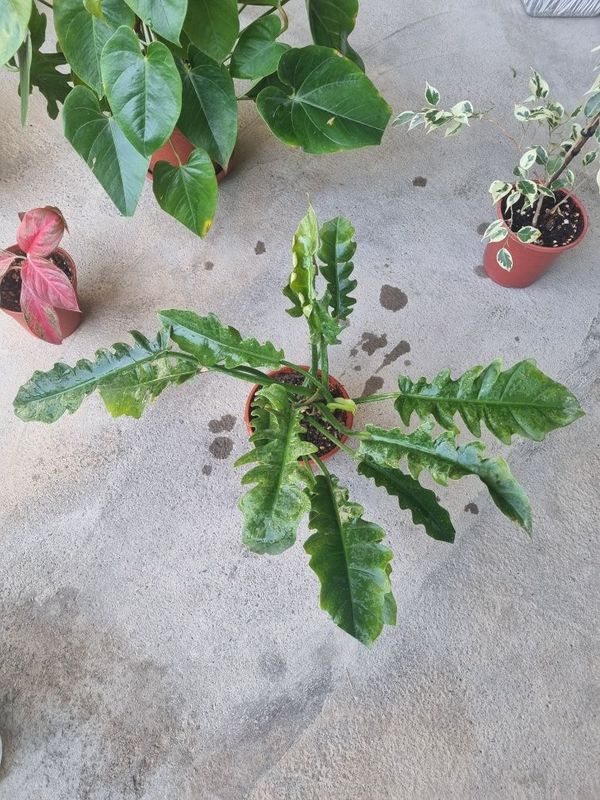 Philodendron Thai Sunrise arzon narxda