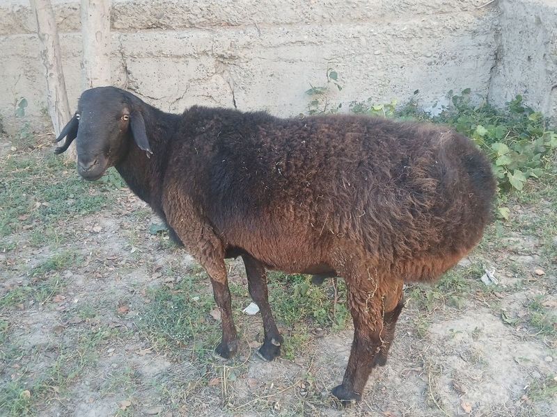 Qo‘chqor sotiladi j.v 80kg